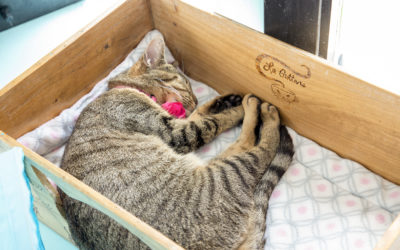 Yoga + Adoptable Cats =  LOH Pet Rescue’s Community Partner