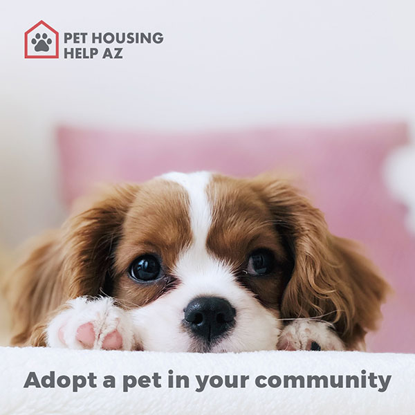 Adoptable dogs at Pet Housing Help AZ