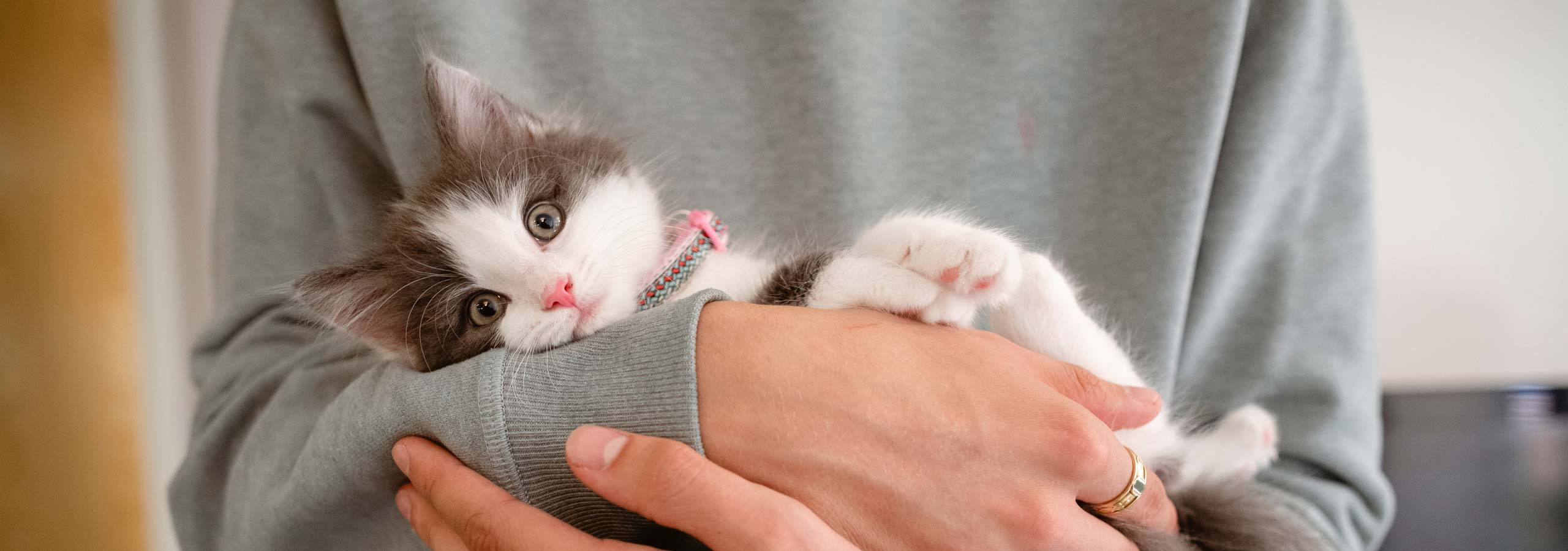 kitten-shower