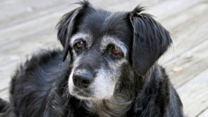 Adopting Senior pets