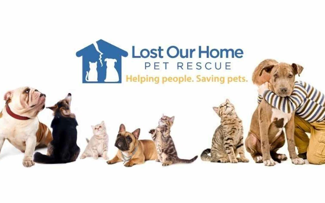 National Make a Dog’s Day: Celebrate Compassion by Adopting or Treating Canine Companions at Lost Our Home